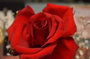 A Rose is a Rose and no matter what tools are used and strategies employed, quality marketing should be judged on its impact on revenue and profit.